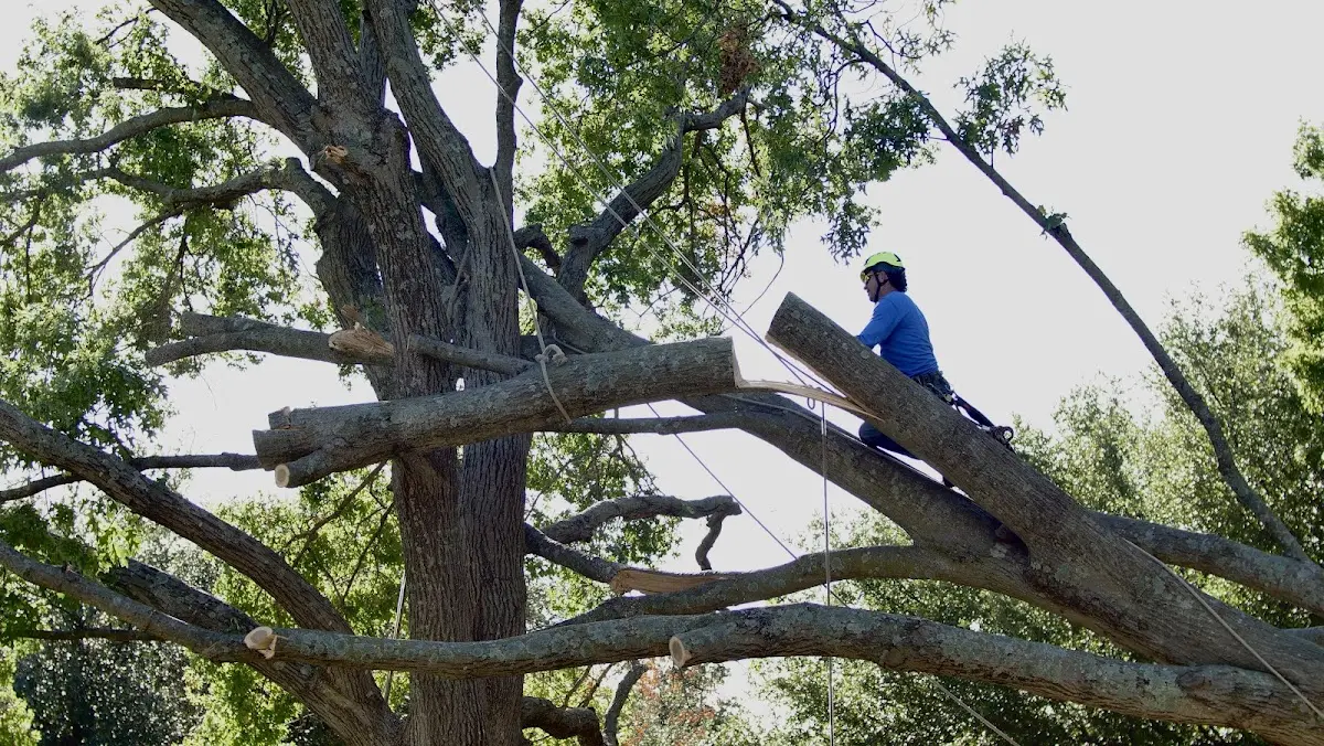 Professional Crown Thinning performed by certified arborists in Manquin